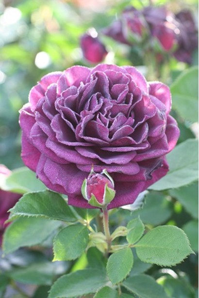 Роза флорибунда ’Эбб Тайд’|Rosa floribunda ’Ebb Tide’|Троянда флорибунда ’Ебб Тайд’